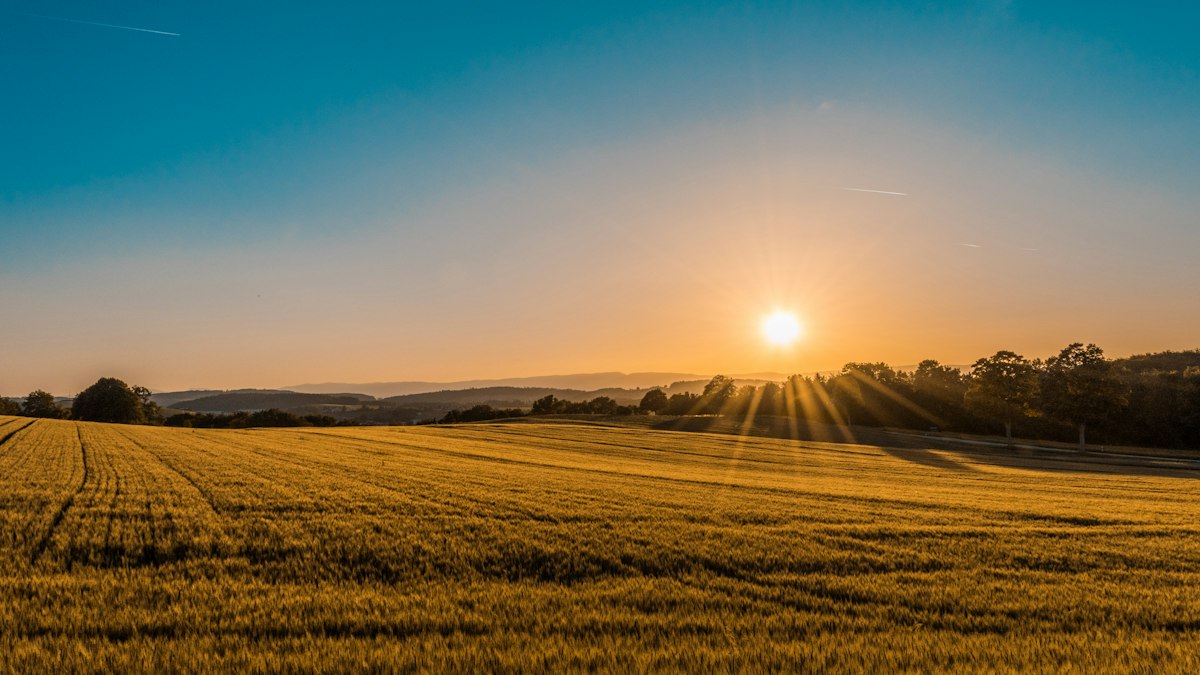 Golden fields at sunset